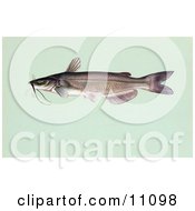 Clipart Illustration Of A Channel Catfish Ictalurus Punctalus by JVPD