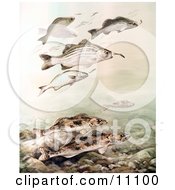 Poster, Art Print Of Sauger And White Bass Fish Swimming