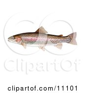 Poster, Art Print Of A Rainbow Trout Fish Oncorhynchus Mykiss