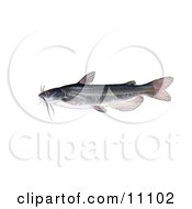 A White Catfish Amereiurus Catus
