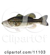 A Largemouth Bass Fish Micropterus Salmoides