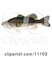 Poster, Art Print Of A Largemouth Bass Fish Micropterus Salmoides