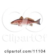 Poster, Art Print Of A Red Drum Fish Sciaenops Ocellata