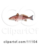 Clipart Illustration Of A Red Drum Fish Sciaenops Ocellata by JVPD #COLLC11104-0002