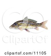 Poster, Art Print Of A Mirror Carp Fish Cyprinus Carpio