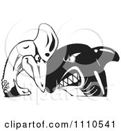 Black And White Shark And Cassowary Butting Heads