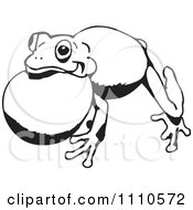 Poster, Art Print Of Black And White Croaking Frog 2