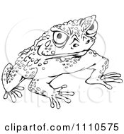 Black And White Cane Toad