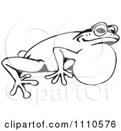 Poster, Art Print Of Black And White Croaking Frog 1