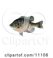 A Bluegill Fish Lepomis Macrochirus