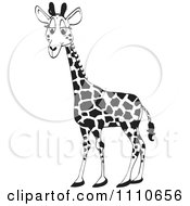 Poster, Art Print Of Black And White Giraffe