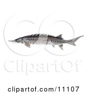 An Atlantic Sturgeon Fish Acipenser Oxyrhynchus