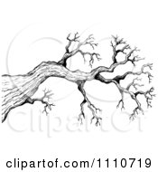 Black And White Sketched Bare Tree Branch