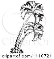 Poster, Art Print Of Black And White Sketched Palm Trees