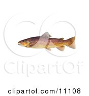 Poster, Art Print Of A Brown Trout Fish Salmo Trutta