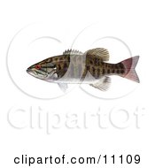 Poster, Art Print Of A Smallmouth Bass Fish Micropterus Dolomieu