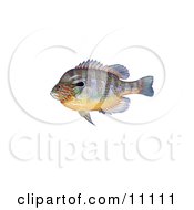 A Longear Sunfish Lepomis Megalotis