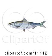 Poster, Art Print Of A Skipjack Herring Fish Alosa Chrysochloris