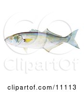 Clipart Illustration Of A Bluefish Pomatomous Saltator
