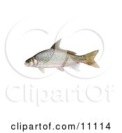 Poster, Art Print Of A River Carpsucker Fish Carpoides Carpio