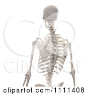 Poster, Art Print Of 3d Human Skeleton Featuring The Spine