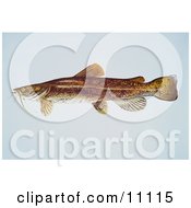 A Flathead Catfish Pylodictis Olivaris