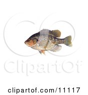 A Redear Sunfish Lepomis Microlophus