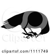 Poster, Art Print Of Silhouetted Raven Eating A Worm In Black And White