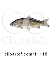 Poster, Art Print Of A Black Buffalo Fish Ictiobus Niger