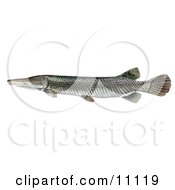 Poster, Art Print Of An Alligator Gar Fish Atractosteus Spathula