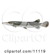 Clipart Illustration Of An Alligator Gar Fish Atractosteus Spathula by JVPD