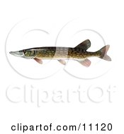 Poster, Art Print Of A Chain Pickeral Fish Esox Niger