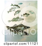Poster, Art Print Of Walleye Yellow Perch And Pike Fish Swimming Together
