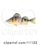 Poster, Art Print Of A Yellow Perch Fish Perca Flavescens