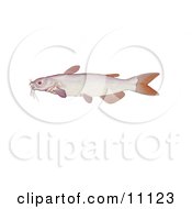 Poster, Art Print Of An Albino Channel Catfish Ictalurus Punctatus