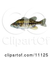 Poster, Art Print Of A Suwannee Bass Fish Micropterus Notius