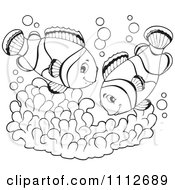 Outlined Clownfish Pair Over Soft Corals