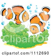 Clownfish Pair Over Soft Corals
