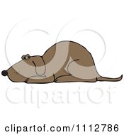 Brown Dog Resting