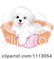 Cute Bichon Frise Maltese Puppy Dog In A Basket Bed
