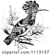 Poster, Art Print Of Vintage Black And White Hoopoe Bird