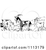 Poster, Art Print Of Vintage Black And White Goats In A Field