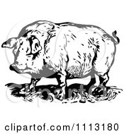 Poster, Art Print Of Vintage Black And White Chubby Pig