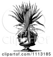 Clipart Vintage Black And White Potted Snake Plant Royalty Free Vector Illustration