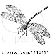 Poster, Art Print Of Vintage Black And White Dragonfly