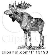 Clipart Vintage Black And White Wild Moose Royalty Free Vector Illustration