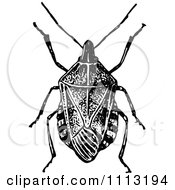 Poster, Art Print Of Vintage Black And White Stink Bug