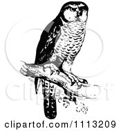 Clipart Vintage Black And White Perched Owl Royalty Free Vector Illustration
