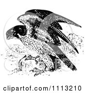 Vintage Black And White Peregrine Falcon