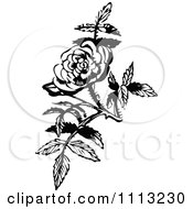 Poster, Art Print Of Vintage Black And White Rose Blossom Design Element